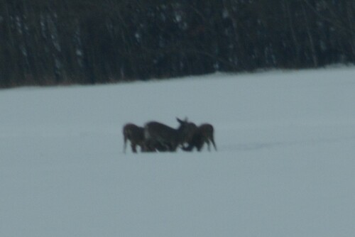 Mule Deer