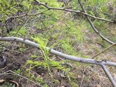 Prosopis glandulosa