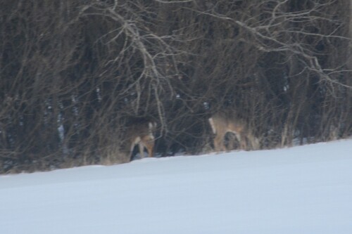 White-tailed Deer