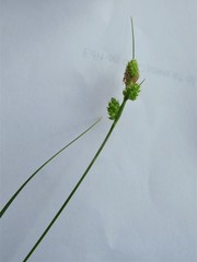 Carex complanata