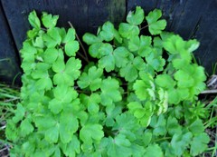 Aquilegia vulgaris