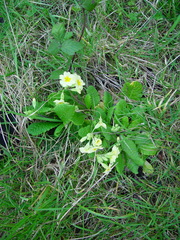 Primula × polyantha