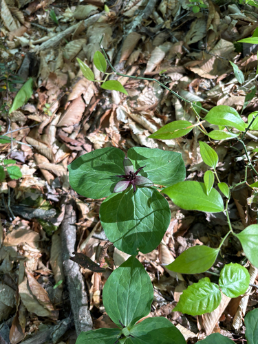 Trillium stamineum, photograph 5