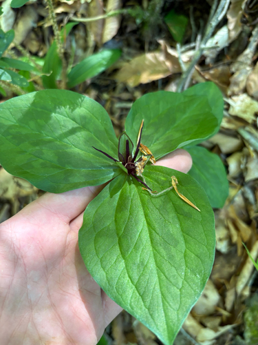 Trillium stamineum, photograph 3