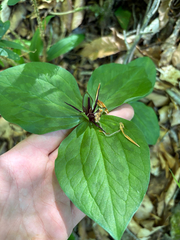 Trillium stamineum, photograph author not stated, no rights reserved