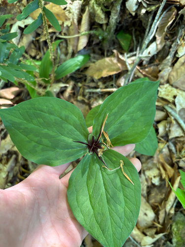 Trillium stamineum, photograph 4