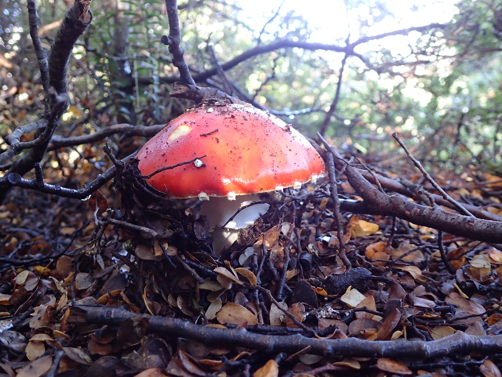 Amanita muscaria · April 2026 · photo: © fuligogirl (iNaturalist, cc-by)