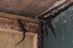 Hoplodactylus duvaucelii