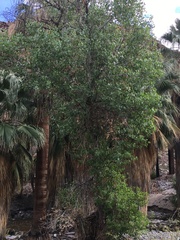 Populus fremontii