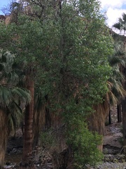 Populus fremontii