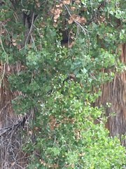 Populus fremontii