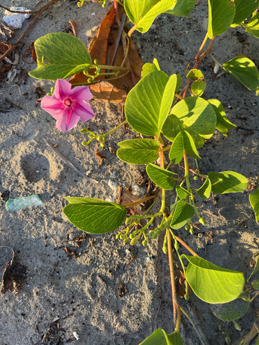Beach Morning Glory