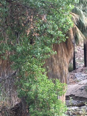 Populus fremontii