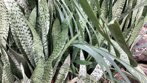Dracaena trifasciata observed 2026-02-06