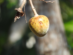 Annona reticulata