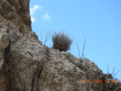 Johnstonella racemosa