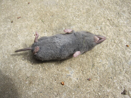 Southern Short-tailed Shrew observed by blackbips