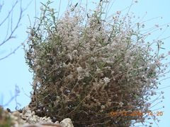 Johnstonella racemosa