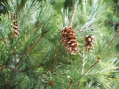 Pinus strobus