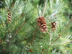 Weymouth-Kiefer (Pinus strobus): Herkunft und Verwendung — Foto 2