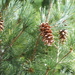 Eastern White Pine