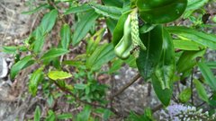 Chelaner antarcticus