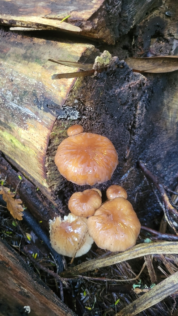 Cyclocybe parasitica · April 2026 · photo: © rvennell (iNaturalist, cc-by)