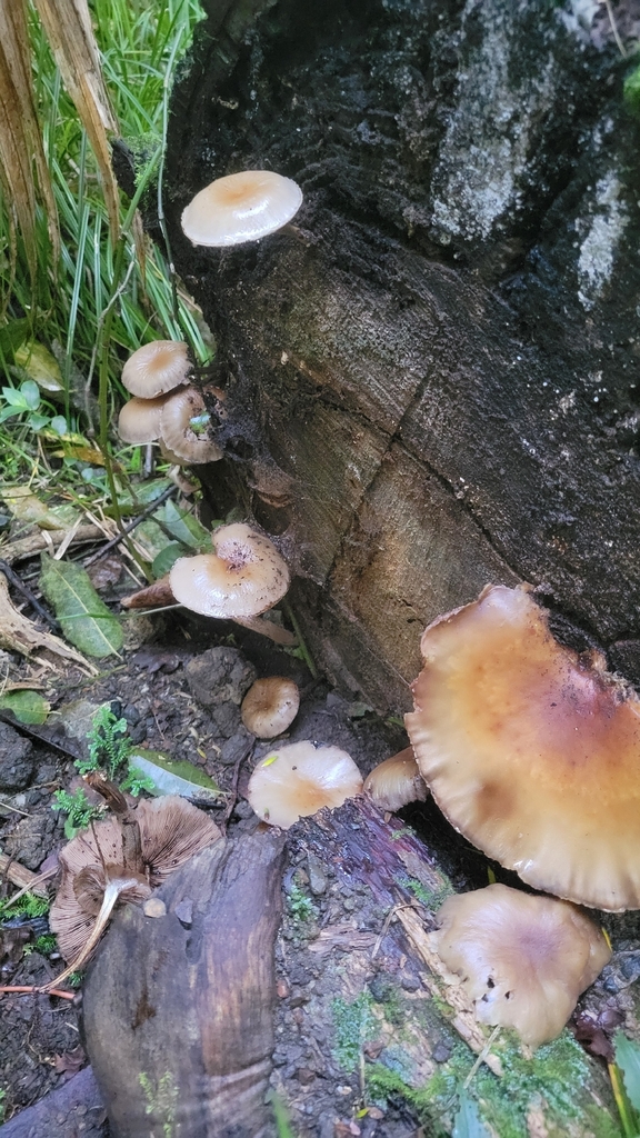 Cyclocybe parasitica · April 2026 · photo: © rvennell (iNaturalist, cc-by)