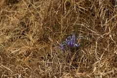 Iris tenuifolia, photograph author not stated, no rights reserved
