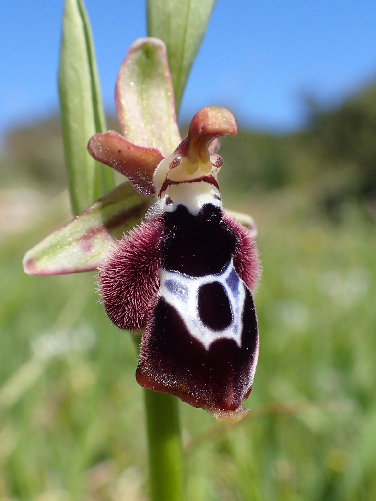 Diamond Orchid