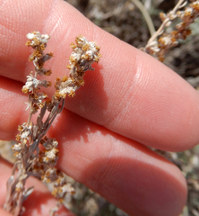 Artemisia bigelovii
