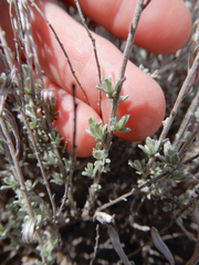 Artemisia bigelovii
