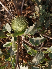 Datura innoxia