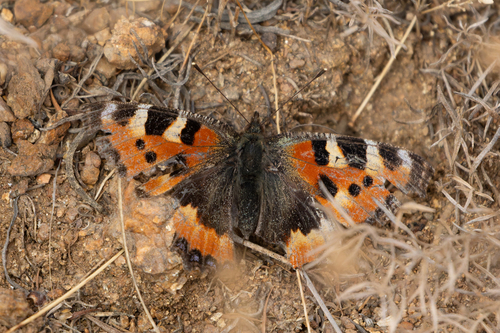 Small Tortoiseshell