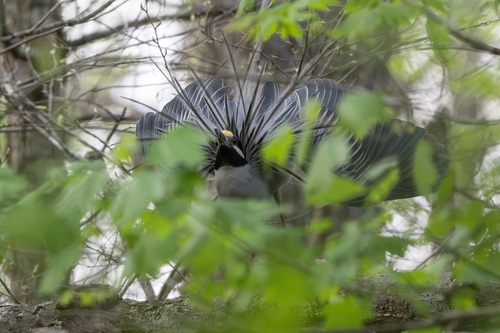Yellow-crowned Night Heron photographed in Indiana