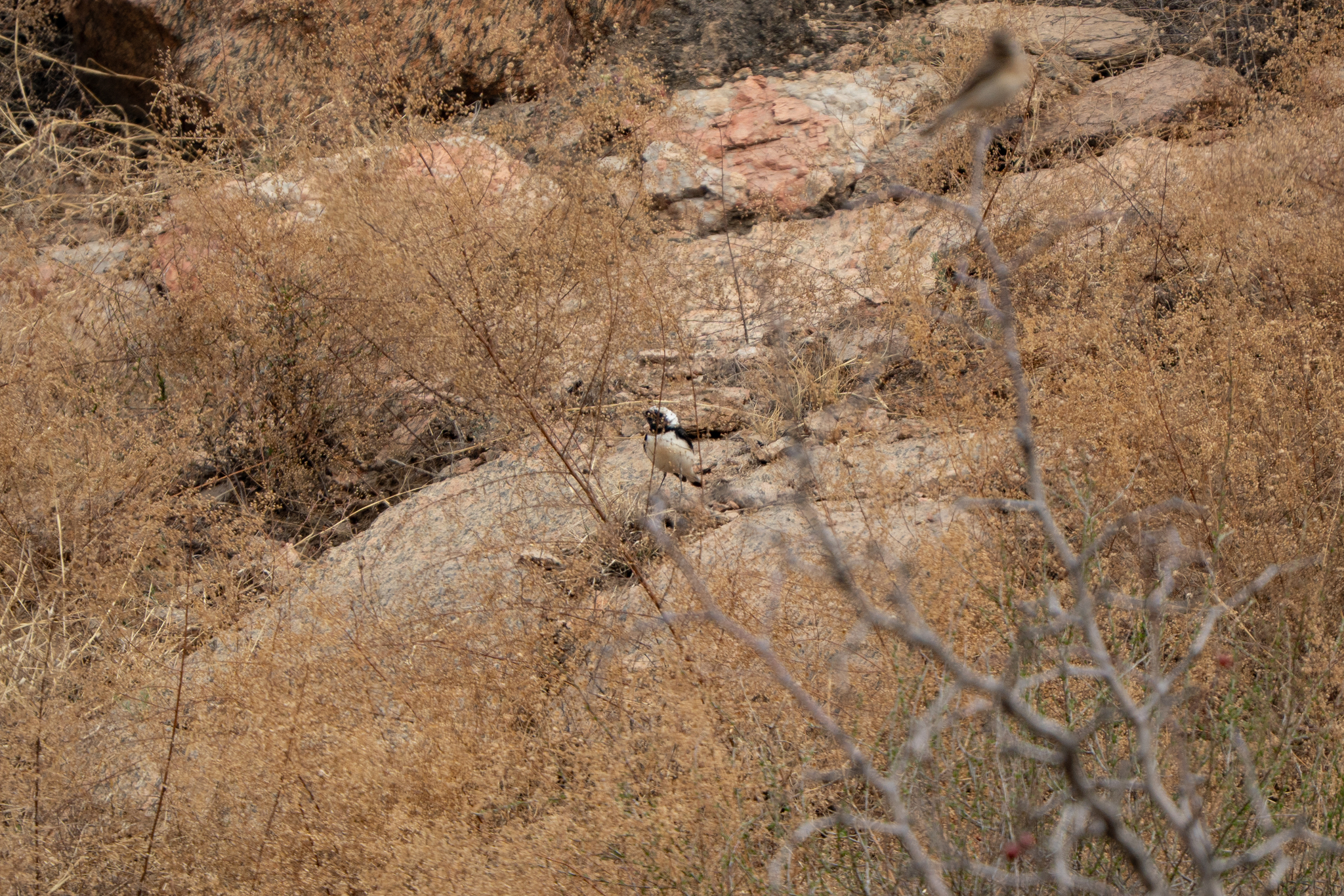 Pied Wheatear (Oenanthe pleschanka), photo 6