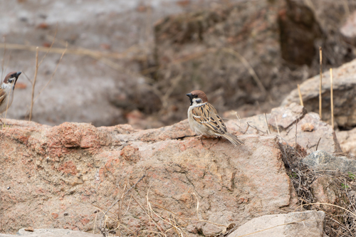 Eurasian Tree Sparrow
