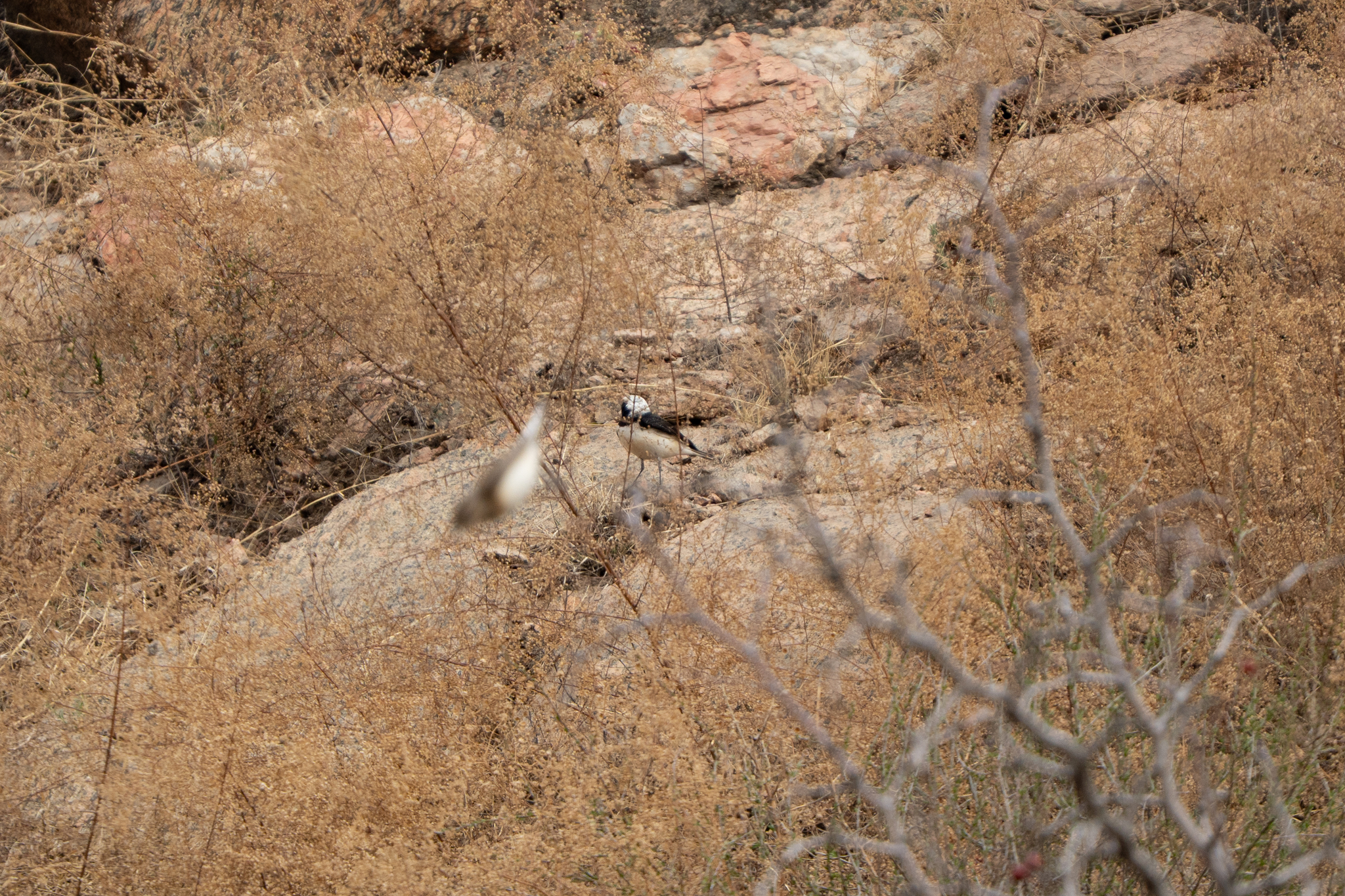 Pied Wheatear (Oenanthe pleschanka), photo 7