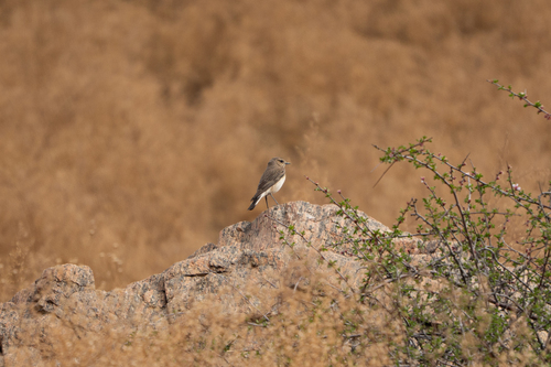 Pied Wheatear (Oenanthe pleschanka), photo 5
