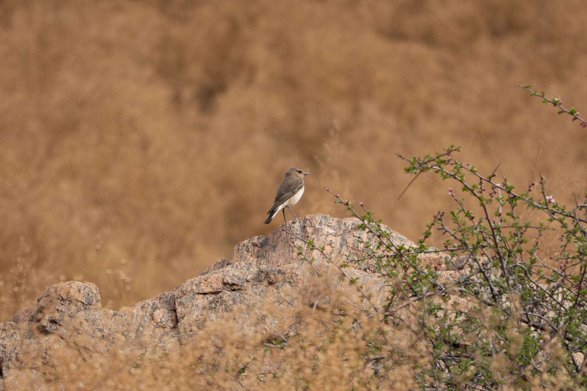 Pied Wheatear (Oenanthe pleschanka), photo 5