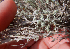 Artemisia bigelovii