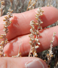 Artemisia bigelovii