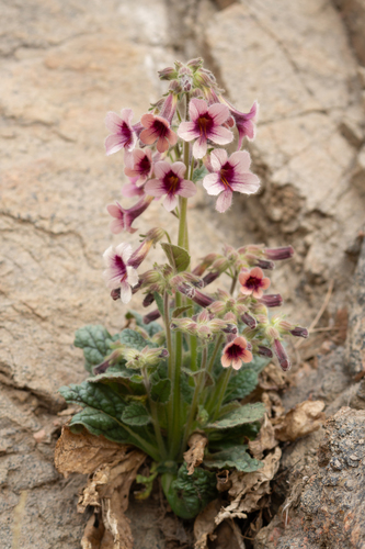 Rehmannia