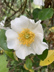 Rosa laevigata