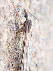 Tipula rufina