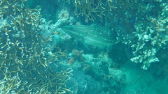 Anyperodon leucogrammicus