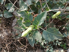 Datura innoxia