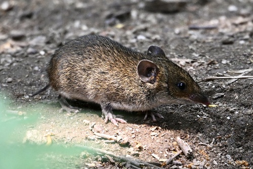 Northern Short-tailed Gymnure