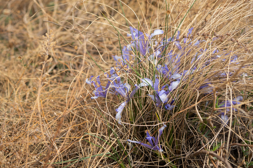 Iris tenuifolia