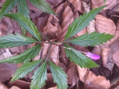 Cardamine glanduligera